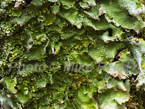 Golden specklebelly lichen Pseudocyphellaria crocata on hazel, Glasdrum Wood National Nature Reserve, on the slopes of Beinn Churalain beside Loch Creran, Argyll and Bute, Scotland, UK, (A European RED LIST species) April 2024Golden specklebelly lichen Pseudocyphellaria crocata on hazel, Glasdrum Wood National Nature Reserve, on the slopes of Beinn Churalain beside Loch Creran, Argyll and Bute, Scotland, UK, (A European RED LIST species) April 2024