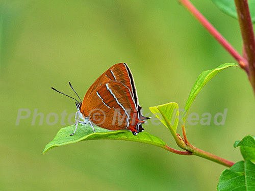 Brown hairstreak Thecla betulae resting showing underside, Alners Gorse Reserve, Butterfly Conservation Reserve, near Kings Stag, Dorset, England, UK, August 2021