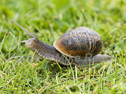 Common garden snail Helix aspersa moving across a lawn Hampshire England