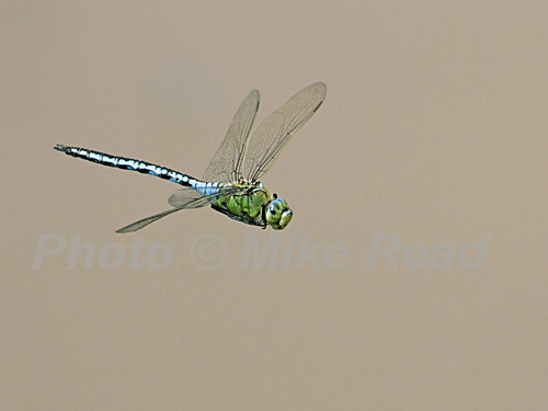 Blue emperor dragonfly Anax imperator male in flight over a pond, Linwood, New Forest National Park, Hampshire, England