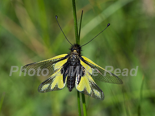 Owlfly Libelloides coccajus resting on a grass stem, near the Col de Menee, Vercors Regional Natural Park, France, June 2019