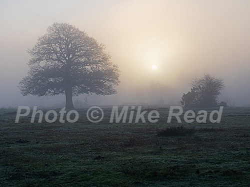 Pedunculate oak Quercus robur on Mogshade Hill in a misty sunrise, New Forest National Park, Hampshire, England, UK, December 2022