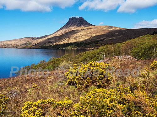 Stac Polliadh and Loch Lurgainn with gorse and birches in the foreground, Inverpolly National Nature Reserve, Wester Ross, Scotland, UK, May 2021