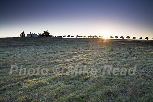 Sunrise over farmland with a row of trees beside the road leading up to a hilltop house, near Entradas, Alentejo Region, Portugal